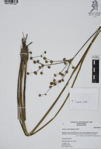 Juncus microcephalus image
